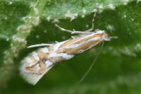 Phyllonorycter