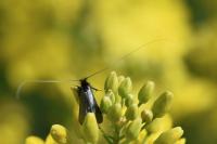 Adela reaumurella