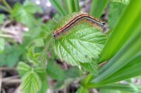 Malacosoma neustria