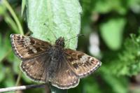 Erynnis tages