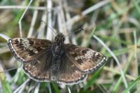 Erynnis tages