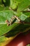 Erannis defoliaria