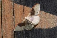 Idaea degeneraria