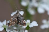 Anthophila fabriciana