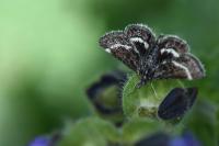 Atralata albofascialis