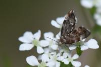 Anthophila fabriciana
