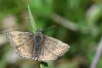Erynnis tages
