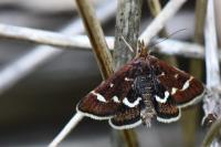 Pyrausta nigrata