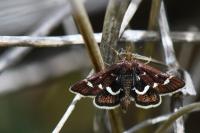 Pyrausta nigrata