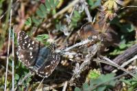 Spialia sertorius
