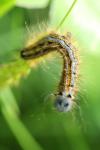 Malacosoma neustria