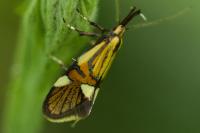 Alabonia geoffrella