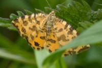 Pseudopanthera macularia