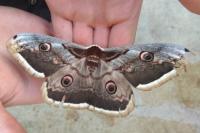 Saturnia pyri