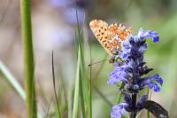Boloria selene