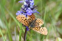 Boloria selene