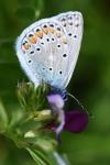 Polyommatus icarus