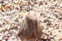 Diaphora mendica