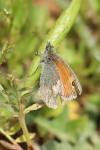 Coenonympha pamphilus