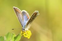 Polyommatus icarus