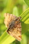 Euclidia glyphica
