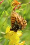 Boloria dia