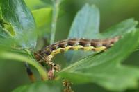 Erannis defoliaria