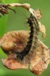 Lymantria dispar