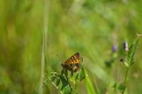 Melitaea cinxia