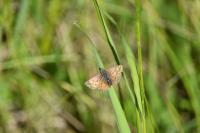 Erynnis tages