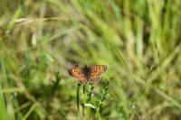 Melitaea cinxia