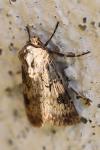 Agrotis puta
