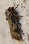 Agrotis puta