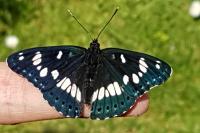 Limenitis reducta