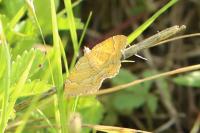 Camptogramma bilineata
