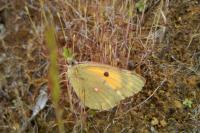 Colias crocea