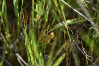 Diacrisia sannio