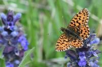 Boloria dia