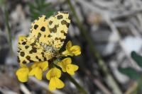 Pseudopanthera macularia