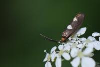 Incurvaria masculella