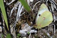 Colias alfacariensis