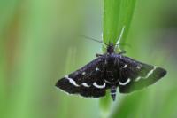 Pyrausta nigrata