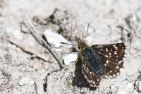 Spialia sertorius