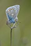 Polyommatus icarus