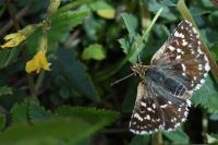 Spialia sertorius