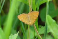 Camptogramma bilineata