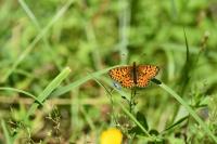 Boloria selene