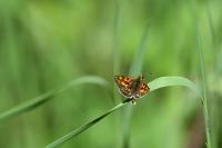 Carterocephalus palaemon