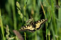 Papilio machaon