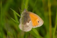 Coenonympha pamphilus